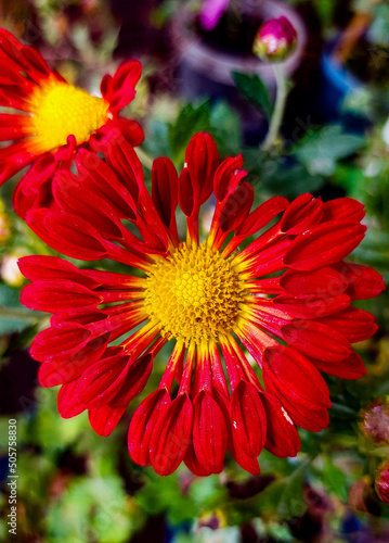 red and yellow flower © Janet