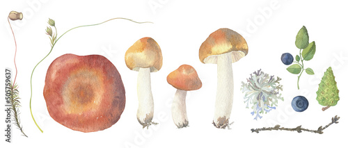 Watercolor set with russula and forest plants
