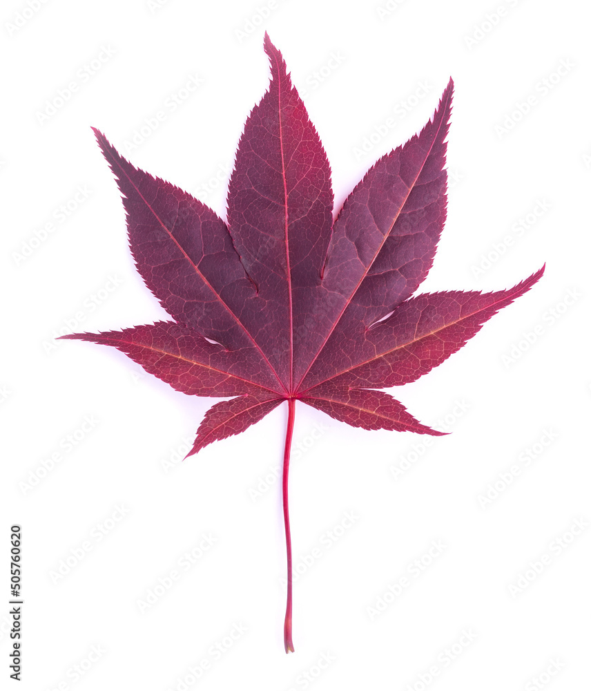 Klon Japoński, czerwony liść na białym tle - obrazy, fototapety, plakaty 