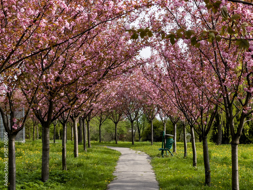 Park alley with almond trees on both sides with lovely pink flowers