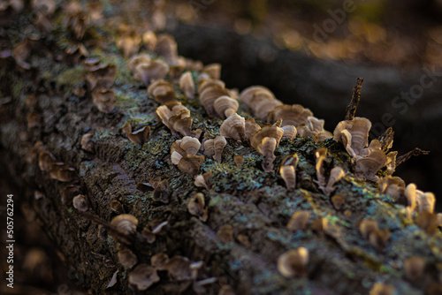 Mushroom/Fungi on Log