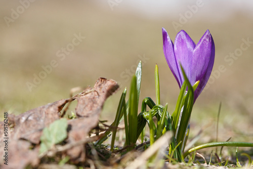Purple crocus flower on a sunny spring day, macro.