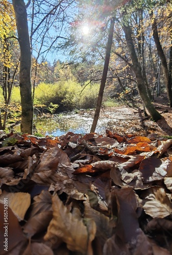 autumn in the forest