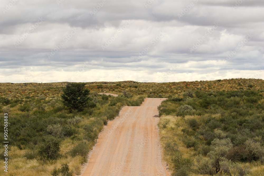 Open dirt road in the Kgalagadi, South Africa