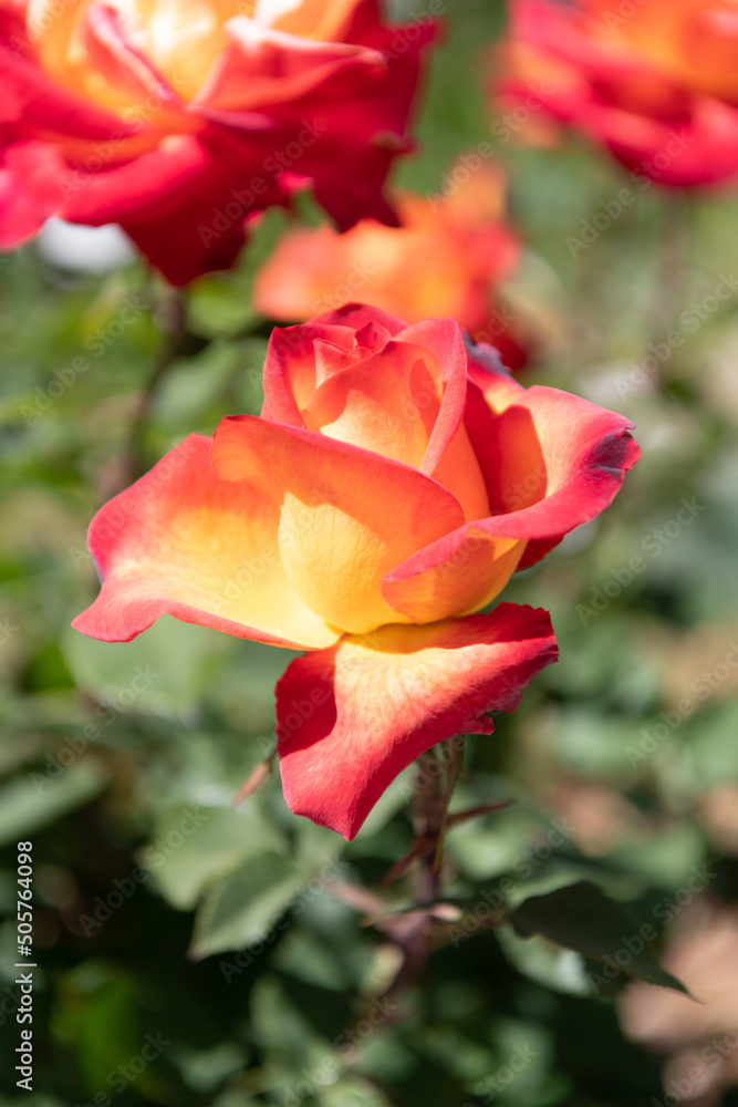 orange color rose flower blooming in summer