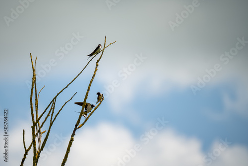 a family of barn swallows (Hirundo rustica) rest perched in high branches, blue cloud sky background