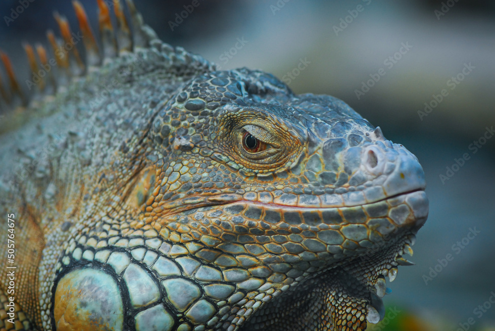 Nice iguana portrait close up macro nature lizard reptile Nice iguana portrait close up macro nature lizard reptile