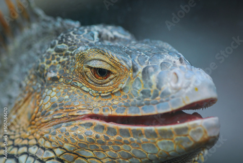 Nice iguana portrait close up macro nature lizard reptile