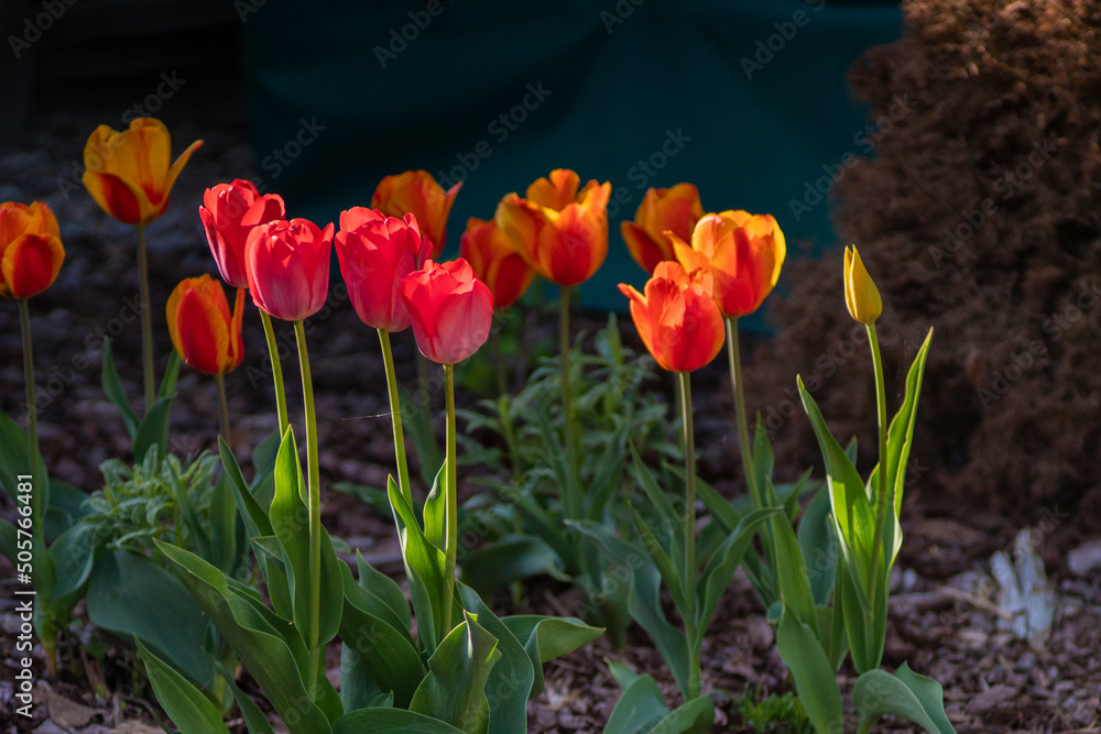 Naklejka premium Tulipany, tulipany w ogrodzie, kwiaty tulipanów, kolory wiosny, wiosenne kwiaty, kwiaty i swiatło, kwiaty oświetlone promieniami słońca, Macro kwiaty, macro tulipany, Tulips, tulips in the garden, tul