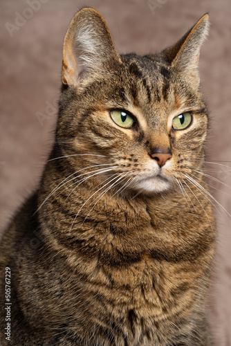 Portrait of a Tabby cat sitting on a pink blanket looking