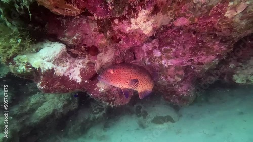 Roving Coralgrouper in Red Sea Egypt  photo