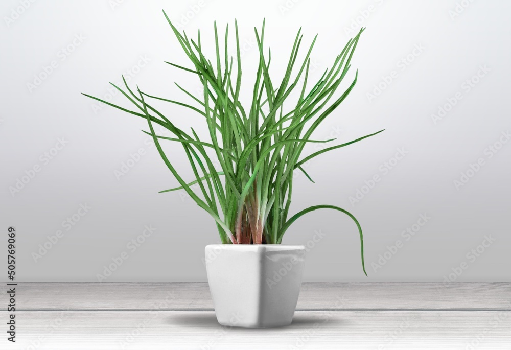Green succulent or aloe plant in pot on interior background. Green succulent or aloe plant in pot on interior background.
