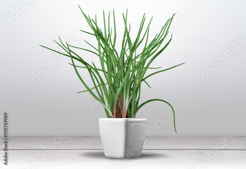Green succulent or aloe plant in pot on interior background.