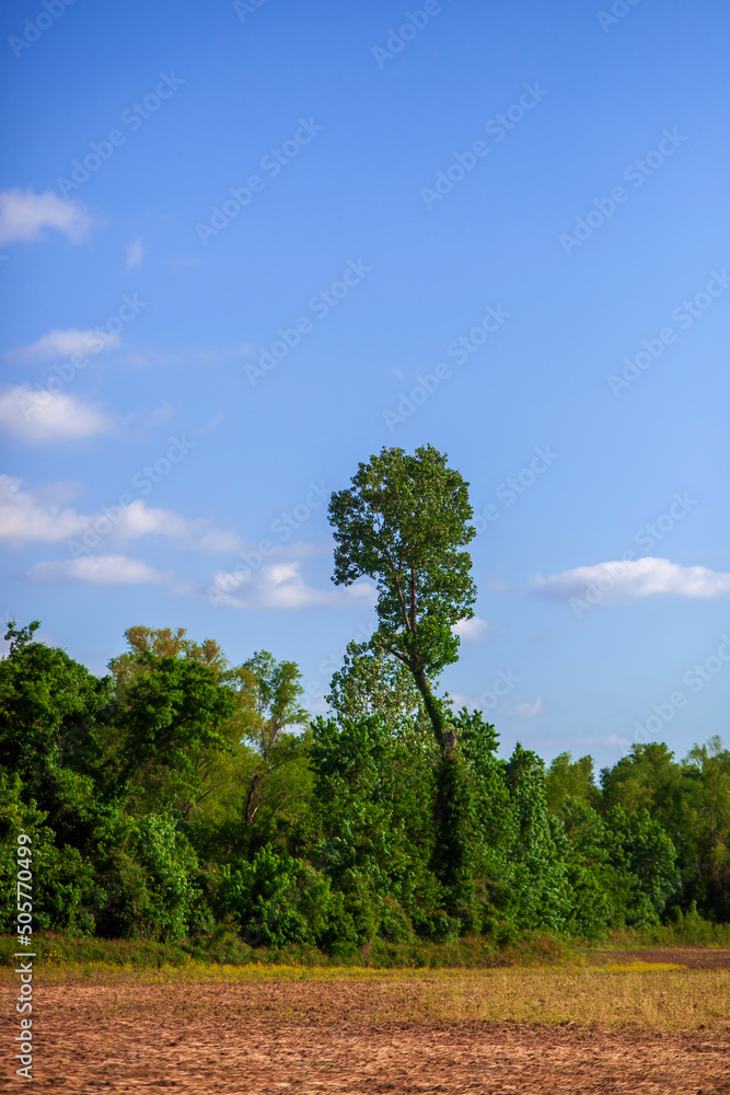 Fototapeta premium Row of green trees and one tall tree in a field in the countryside
