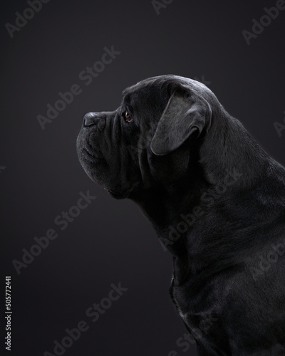dog on a black background. Blue Cane Corso in studio