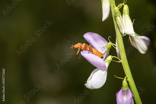 soldier beetle 6 photo