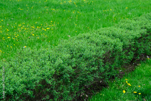 Young trimmed ligustrum bushes in the park in spring