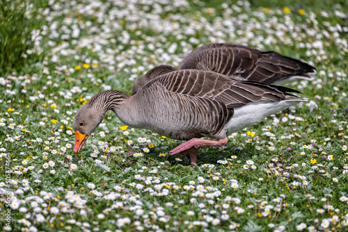 Close up of a Greylag Goose feeding in a field full of daisies