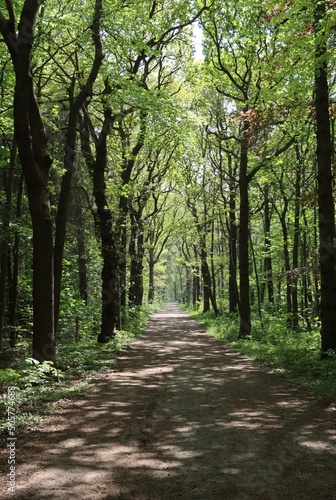 alley in the forest 