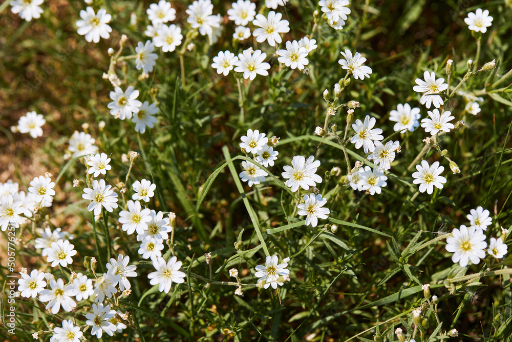 White little flowers of spring - easter-bell (Stellaria holostea). Echte Sternmiere is blooming in summer in the green grass