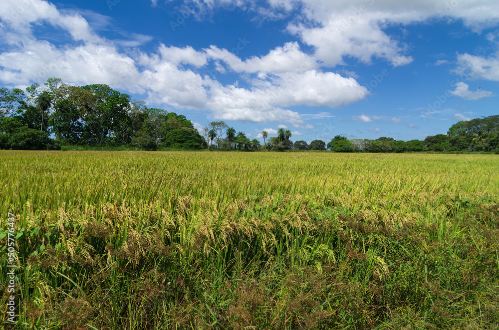 Beautiful landscape image of a rice field shown in the Chiriqui province of Panama. Rice is a food staple in Panama. Beautiful landscape image of a rice field shown in the Chiriqui province of Panama. Rice is a food staple in Panama.
