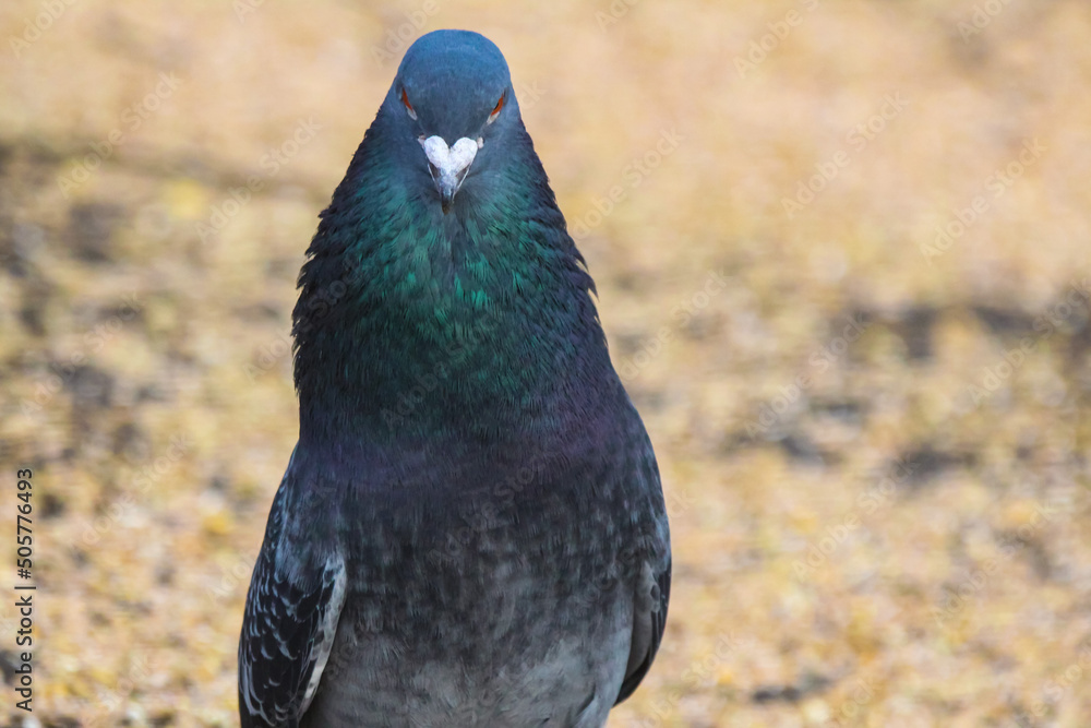 Pigeon showing off Pigeon showing off