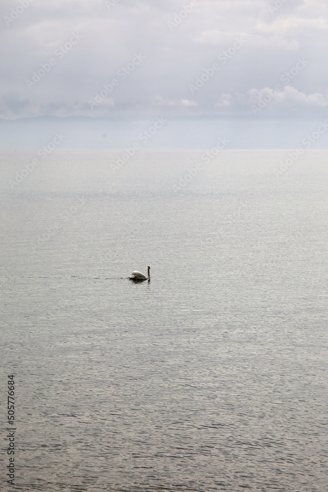 A white swan swimming in Bodensee lake, Germany A white swan swimming in Bodensee lake, Germany