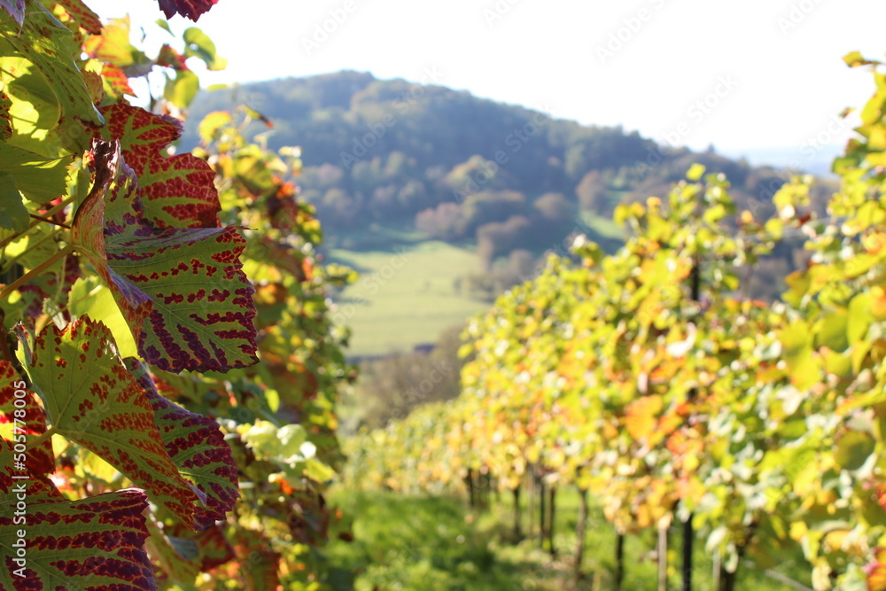 Vineyard. Schöne Blätter im Weinberg, Odenwald, Hessen, Deutschland 