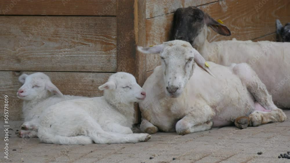 Herd of sheared sheep and rams and little newly born lambs in the farm. Eco farm ecotourism trend Herd of sheared sheep and rams and little newly born lambs in the farm. Eco farm ecotourism trend