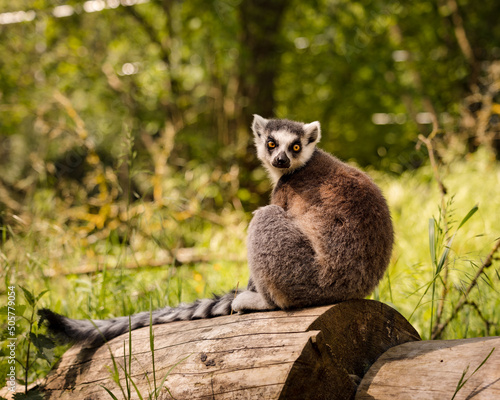 Wallpaper Mural Ring-tailed lemur (Lemur Catta) sitting on a log relaxing directly in front of t