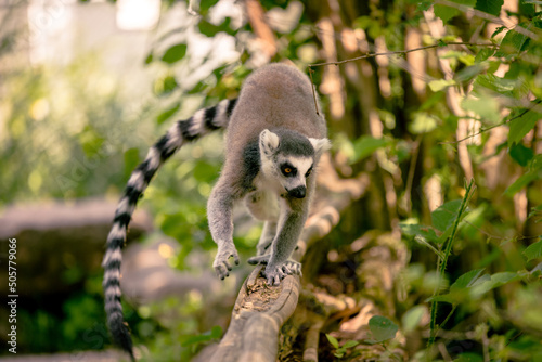 Ring-tailed lemur (Lemur Catta) Jumping from a tree in motion