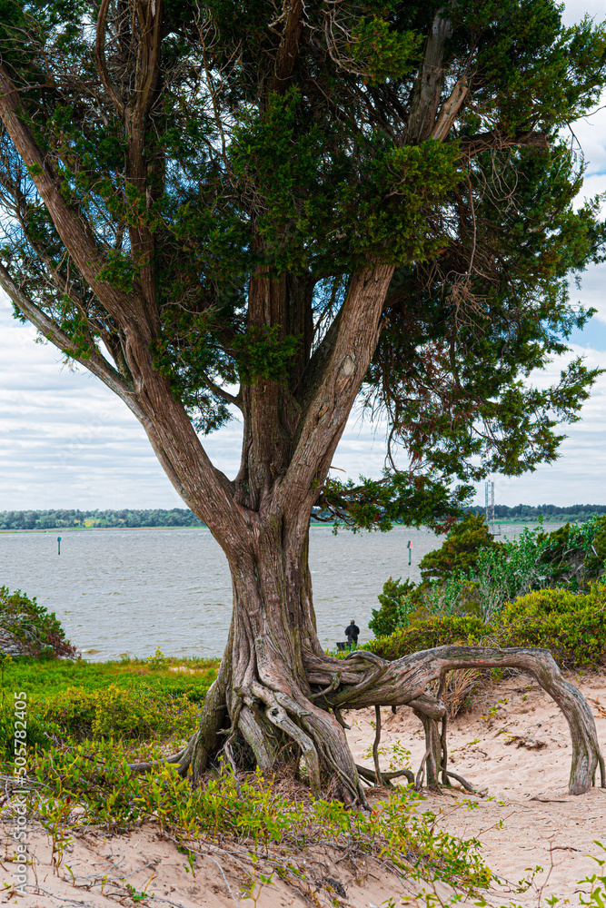 Fototapeta premium tree in the park
