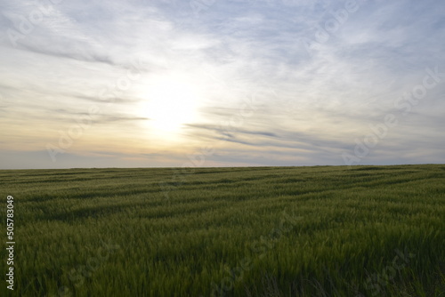 Wheat field during the sunset