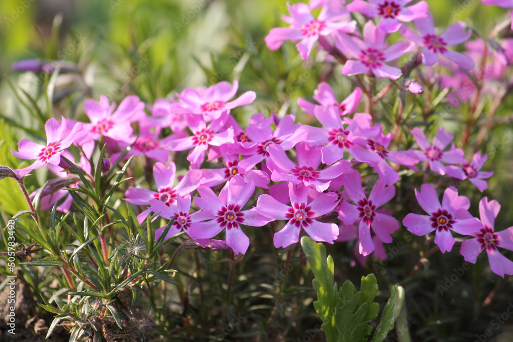 Pink flowers of Creeping phlox (Phlox subulata) close-up in garden Pink flowers of Creeping phlox (Phlox subulata) close-up in garden