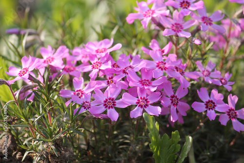 Pink flowers of Creeping phlox  Phlox subulata  close-up in garden
