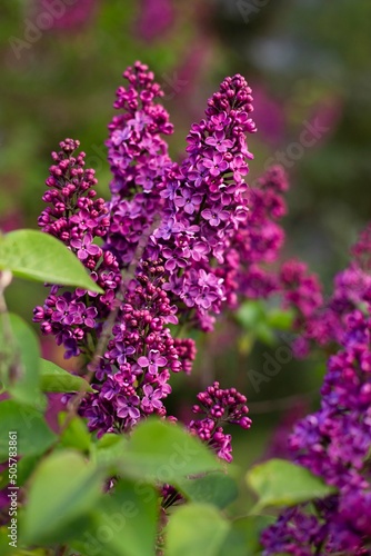 Lila Fliederblüten in Nahaufnahme