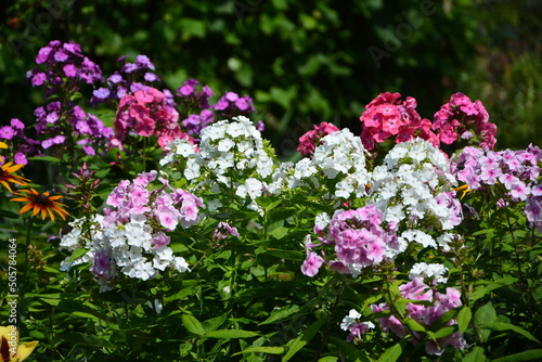 kolorowe kwiaty floksów wiechowatych, płomyków (Phlox paniculata)
