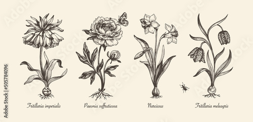 Botanical victorian illustration. Flower monochrome set. Engraved vintage style. Fritillaria imperialis, Fritillaria meleagris, narcissus and peony. Vector isolated design on a white background.  
