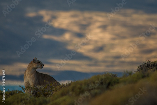 Pumas