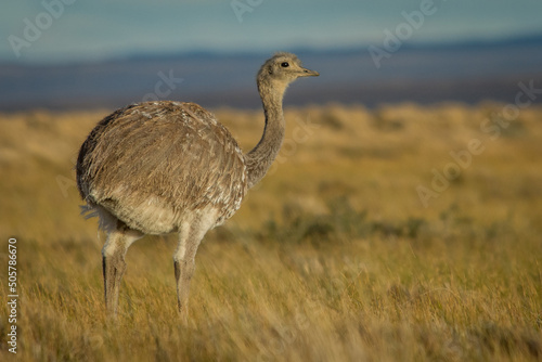 Nandu ostrich in Sierra Baguales mountains