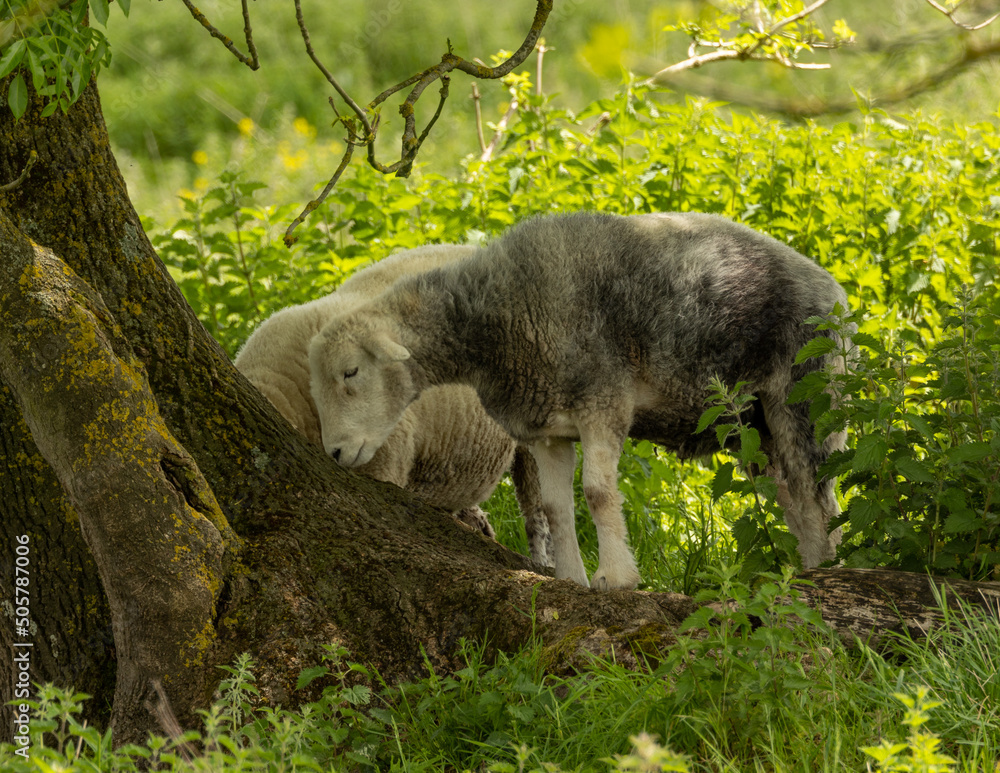 Fototapeta premium sheep in the woods