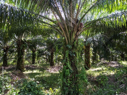 Oil palm plantation owned by residents in Kalimantan