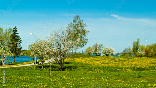 recreation park on the banks of the river in spring, in the photo there is a green meadow, flowering trees and a blue sky photo