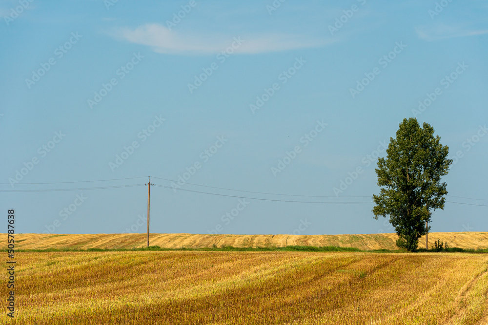 Fototapeta premium A beautiful yellow field against a blue sky. Agro-industrial complex for the cultivation of cereals, wheat, legumes, barley, beans.