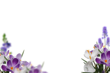 Flowers isolated on transparent background, Flower summer spring flowers overlay, frame background, border overlay, without background png