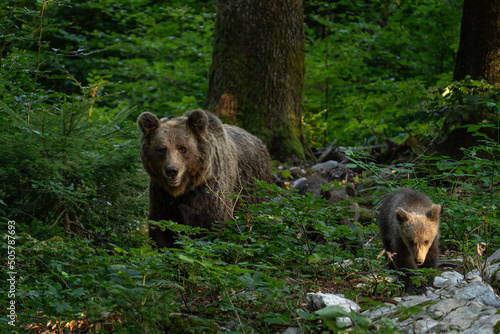 Brown bears in the forest. Small bear cubs with mother. Slovenia wildlife. Nature in Europe. © prochym
