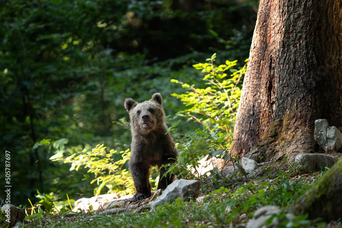 Brown bears in the forest. Small bear cubs with mother. Slovenia wildlife. Nature in Europe.