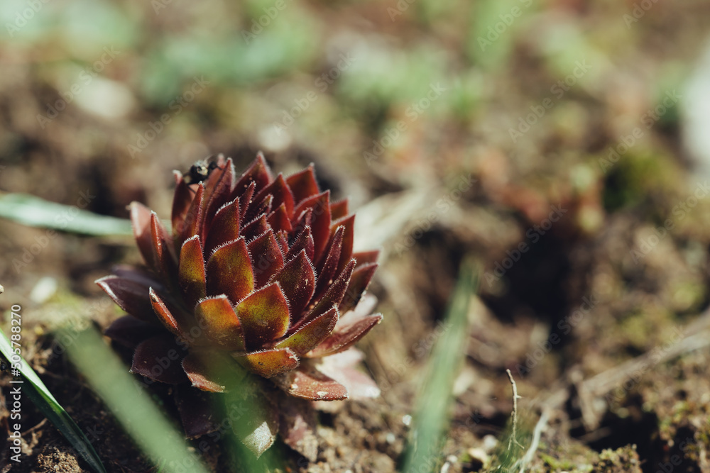 plant in the spring forest. Spring forest beautiful flowers. Fresh, light, spring colors. plant in the spring forest. Spring forest beautiful flowers. Fresh, light, spring colors.