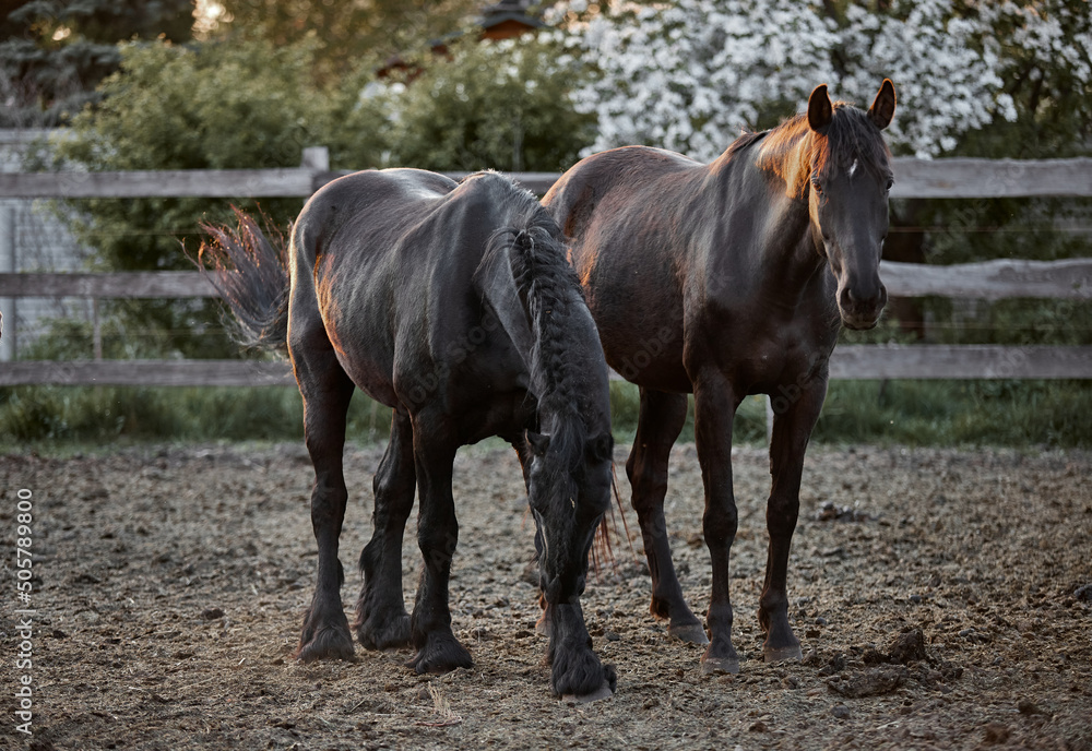 Thoroughbred horses walk in a corral on a farm Thoroughbred horses walk in a corral on a farm