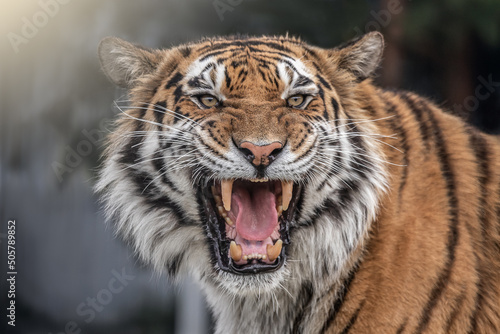 Portrait of a beautiful tiger and copy space. Snarling tiger